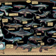 Illustration for article titled Otters Oddities